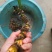 臭蒲根野生新鲜水菖蒲根剪须发