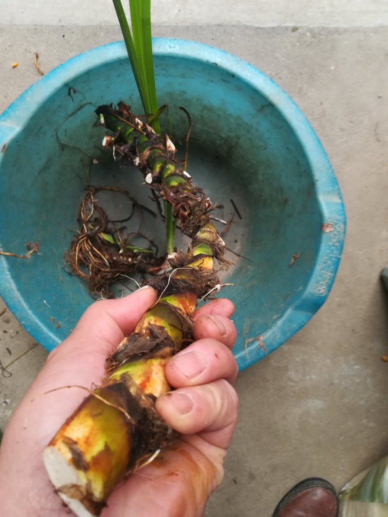臭蒲根野生新鲜水菖蒲根剪须发