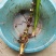臭蒲根野生新鲜水菖蒲根剪须发