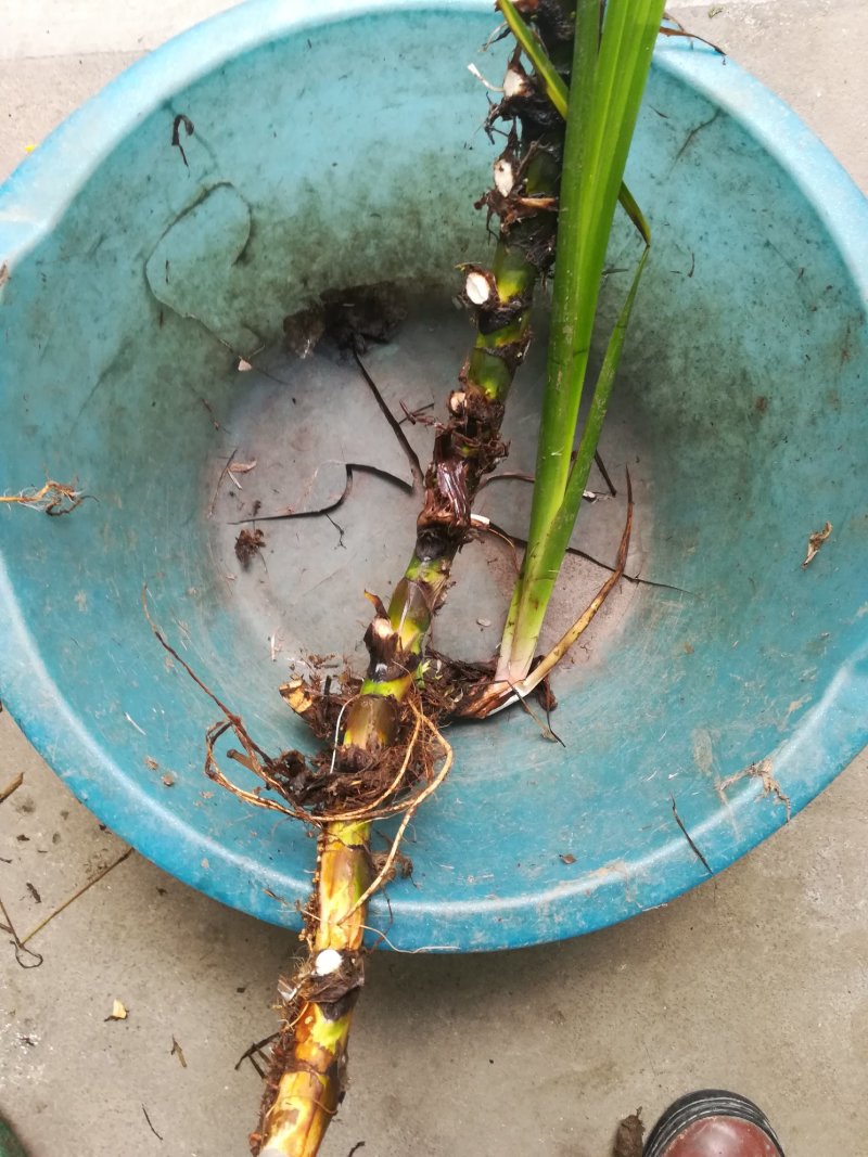 臭蒲根野生新鲜水菖蒲根剪须发