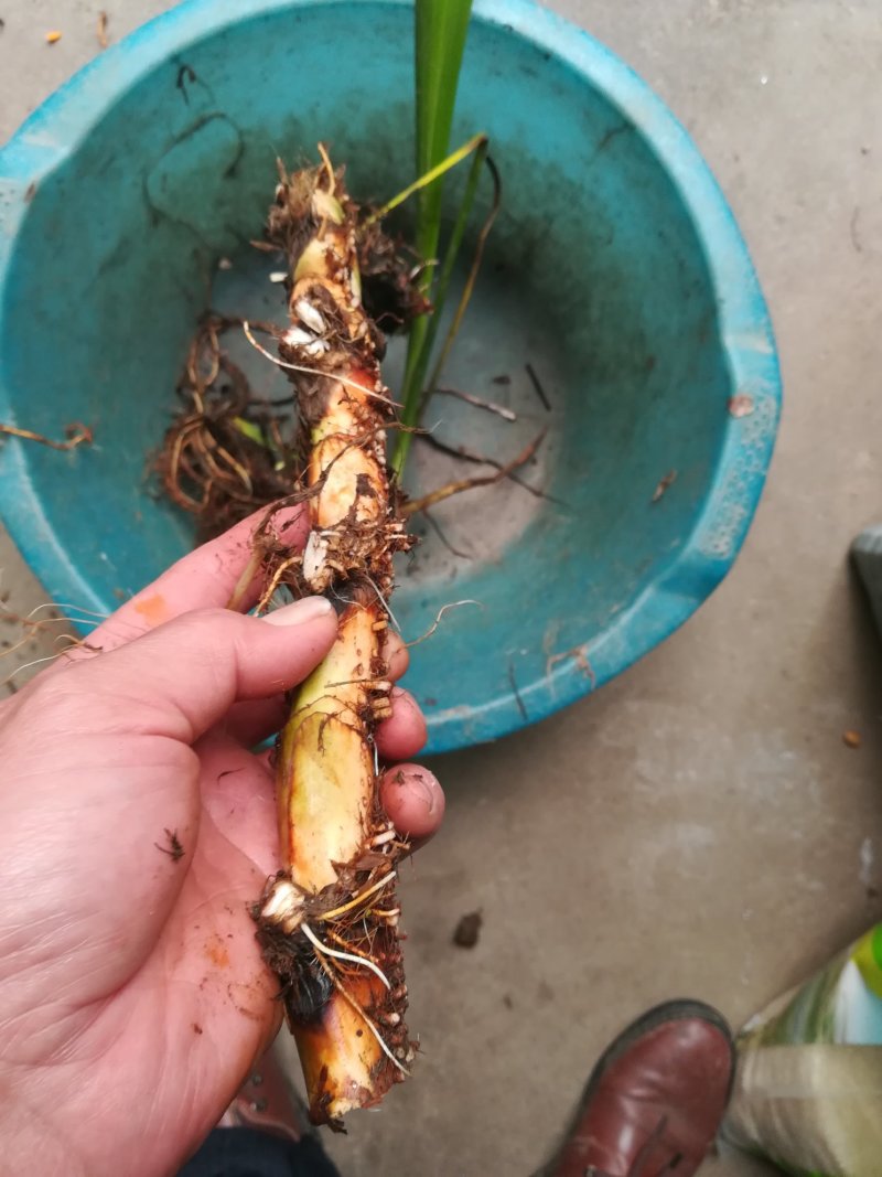 臭蒲根野生新鲜水菖蒲根剪须发