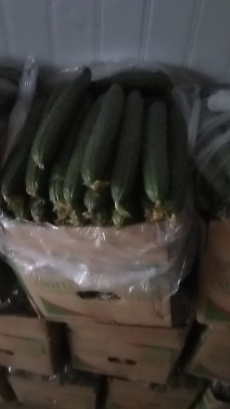 河南鹿邑大棚精品短把密刺黄瓜产地直发商超直供