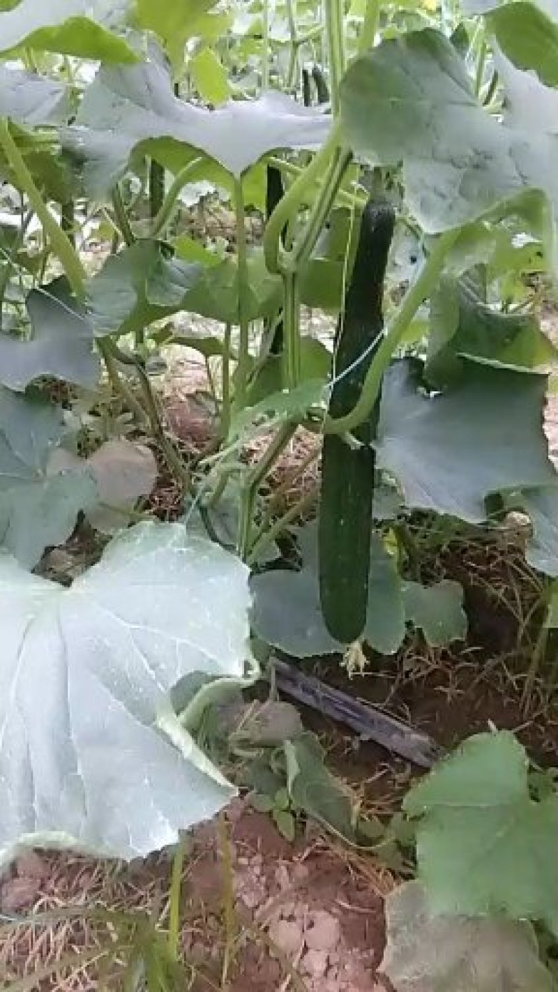 河南鹿邑大棚精品短把密刺黄瓜产地直发商超直供