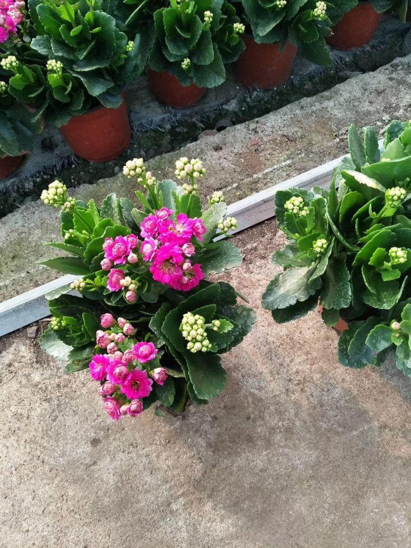 长寿花