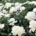 中江本地芍药干花重瓣花朵