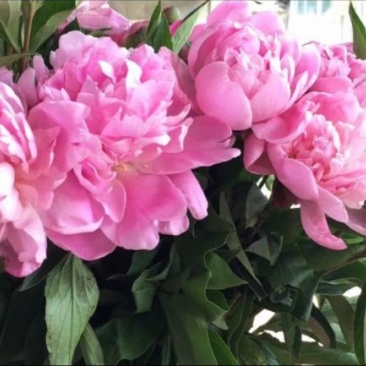 中江本地芍药干花重瓣花朵