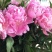 中江本地芍药干花重瓣花朵