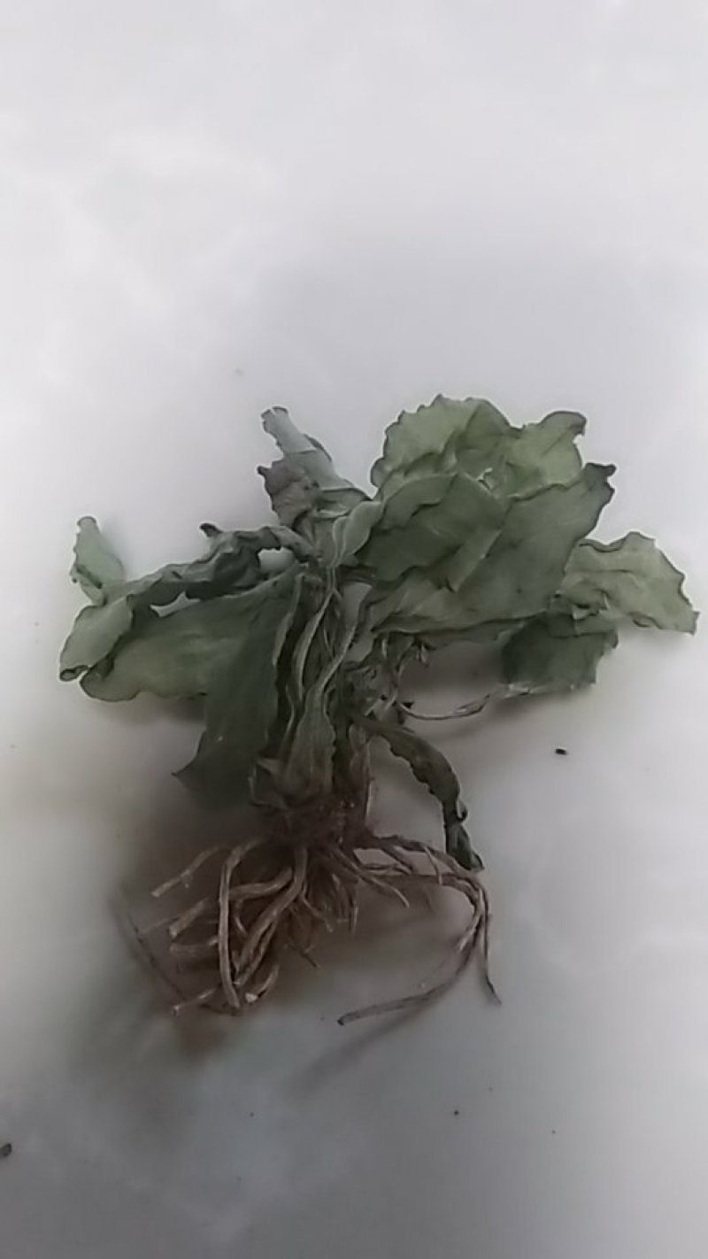 车前草中药材可批发零售