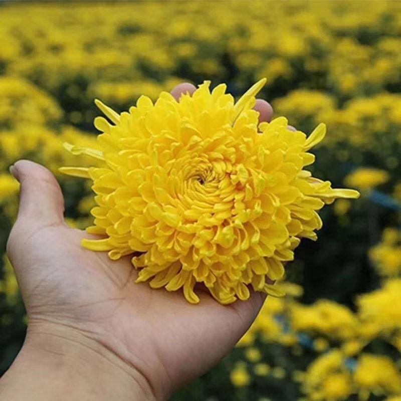 金丝皇菊