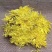 金丝皇菊