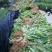 大红草果苗来自草果之乡，精选圆果种子苗