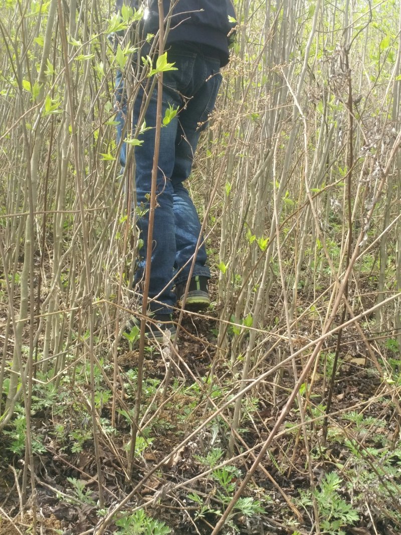 供应地经米径0.5-1-1.2-2-3-公分杜仲苗大量，