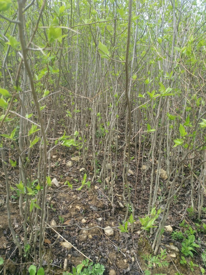 供应地经米径0.5-1-1.2-2-3-公分杜仲苗大量，
