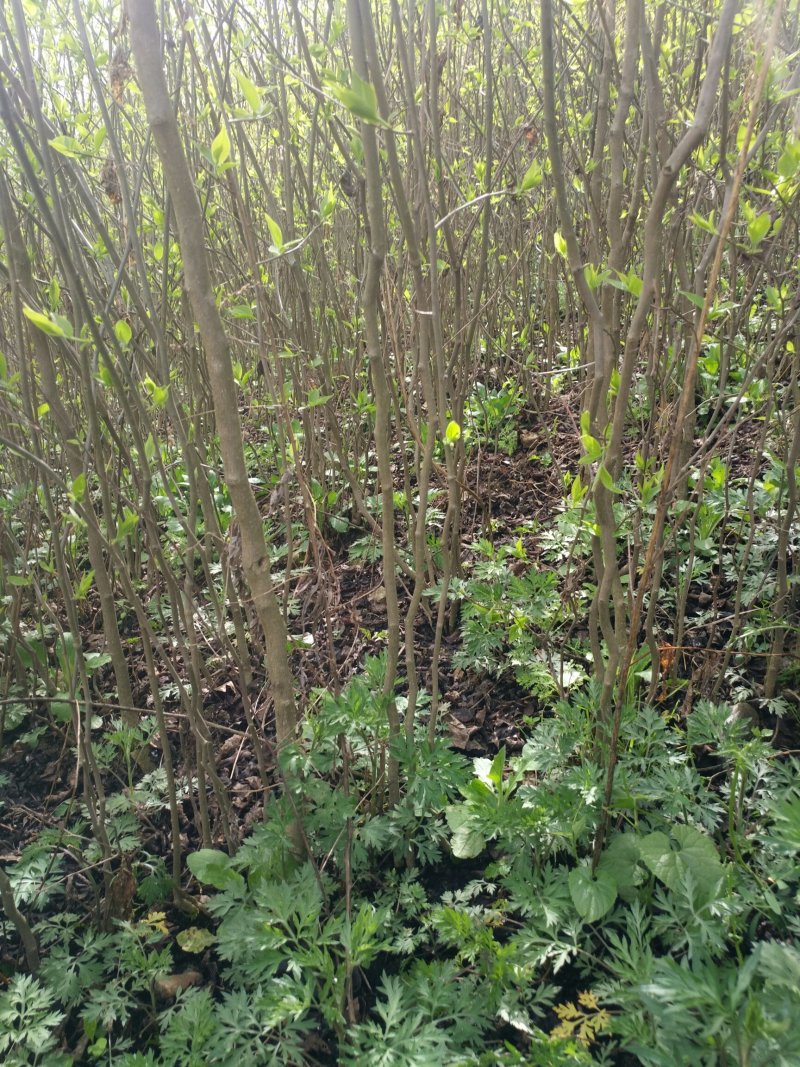 供应地经米径0.5-1-1.2-2-3-公分杜仲苗大量，