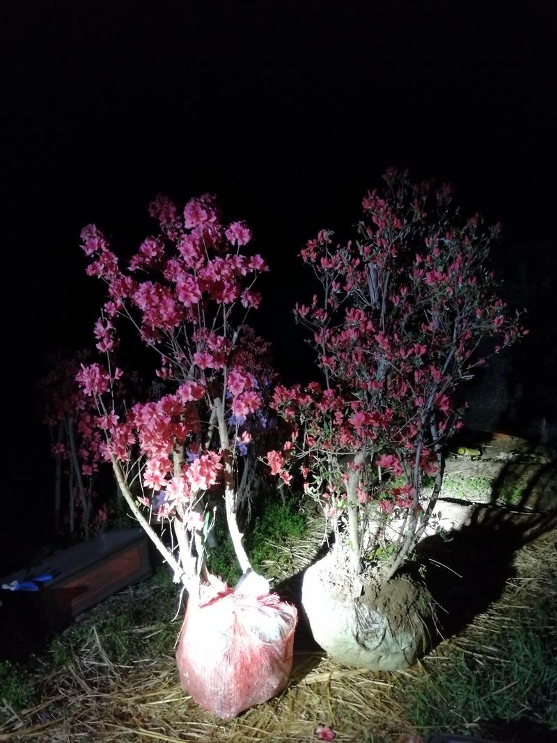 映山红树桩10年熟桩杜鹃桩盆景满山红河南产地供应