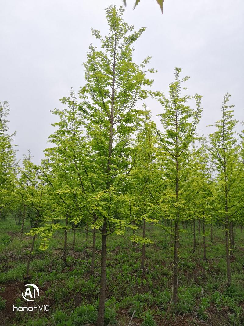精选金叶水杉黄叶水杉苗圃大量供应8+18公分金叶水杉