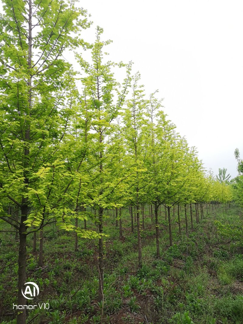精选金叶水杉黄叶水杉苗圃大量供应8+18公分金叶水杉