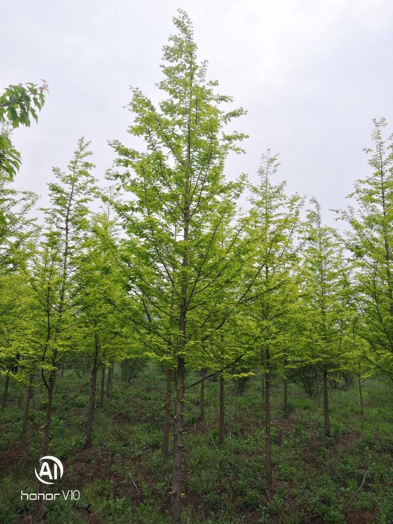 精选金叶水杉黄叶水杉苗圃大量供应8+18公分金叶水杉