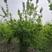 茶条槭丛生茶条槭高度三米冠幅两米以上苗圃大量供应