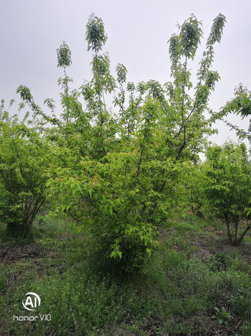 茶条槭丛生茶条槭高度三米冠幅两米以上苗圃大量供应