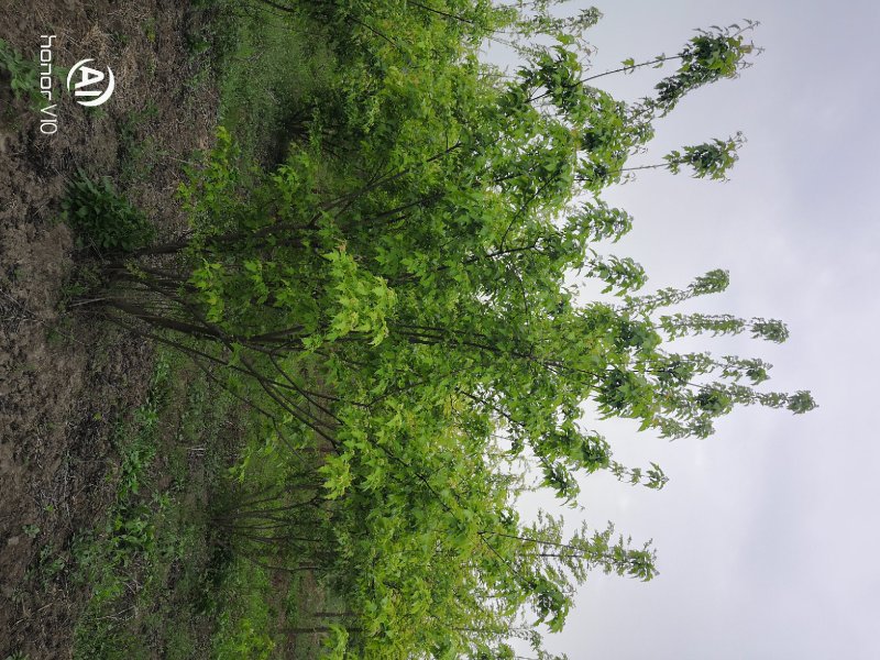 茶条槭丛生茶条槭高度三米冠幅两米以上苗圃大量供应