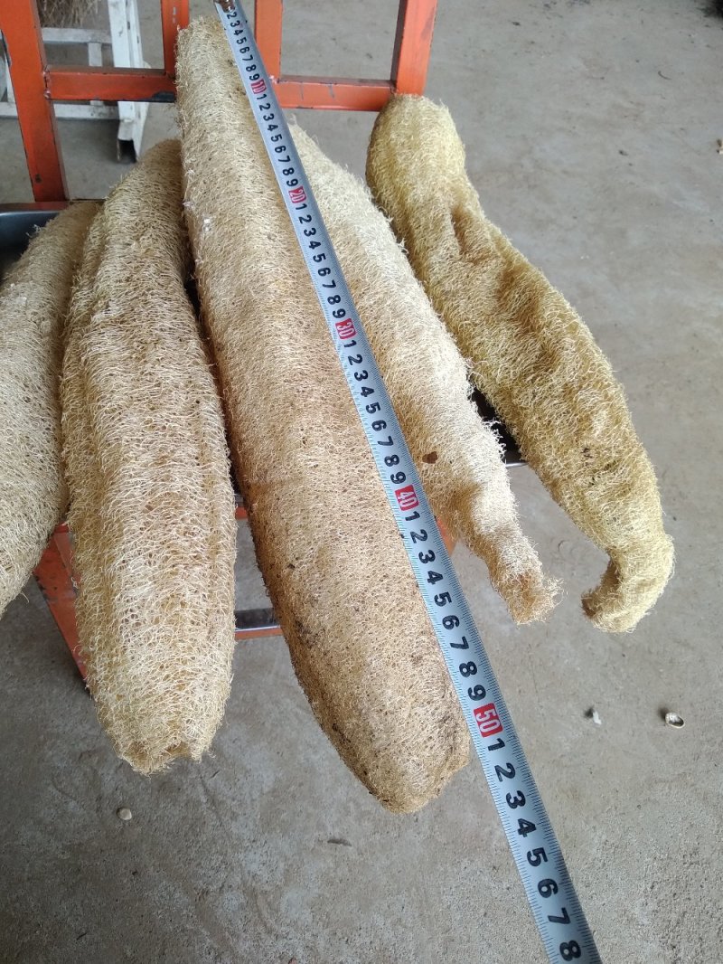 丝瓜络各规格批发零售量大优惠