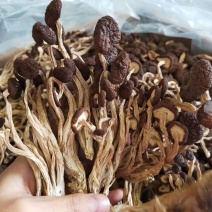 5号菇茶树菇现货江西茶树菇新货