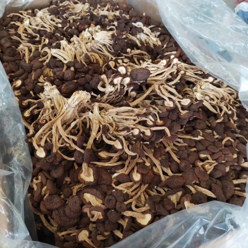 5号菇茶树菇现货江西茶树菇新货