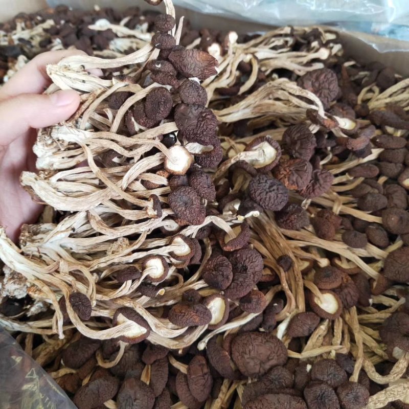 5号菇茶树菇现货江西茶树菇新货