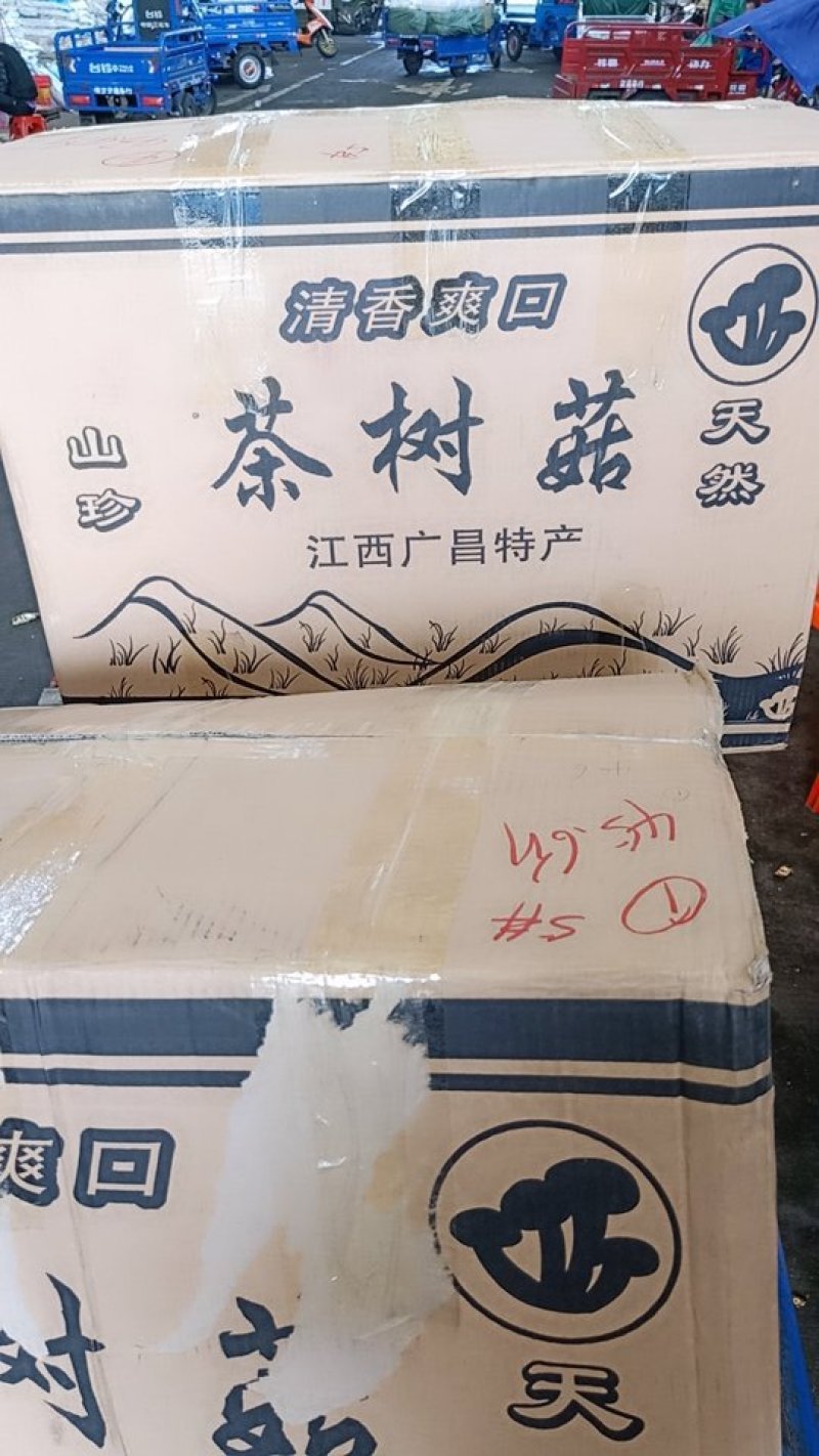 5号菇茶树菇现货江西茶树菇新货