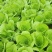 【畅销】一级小白菜毛白菜快菜常年出货基地直供