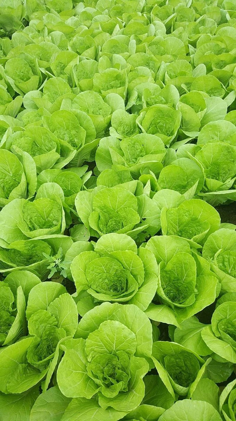 【畅销】一级小白菜毛白菜快菜常年出货基地直供