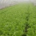 【畅销】一级小白菜毛白菜快菜常年出货基地直供