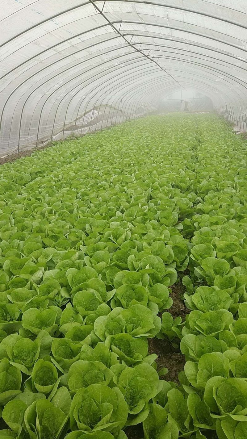 【畅销】一级小白菜毛白菜快菜常年出货基地直供