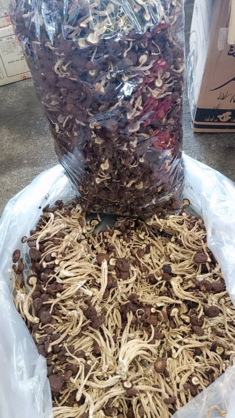 5号菇茶树菇现货江西茶树菇新货