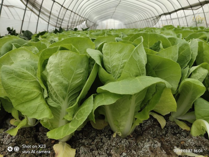 【畅销】一级小白菜毛白菜快菜常年出货基地直供