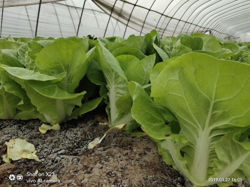 【畅销】一级小白菜毛白菜快菜常年出货基地直供