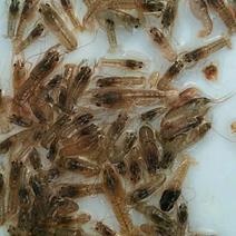 澳洲淡水龙虾苗鱼塘养殖水池养殖