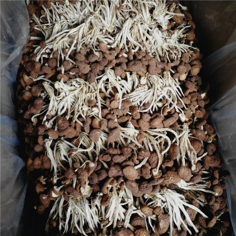 5号菇茶树菇现货江西茶树菇新货