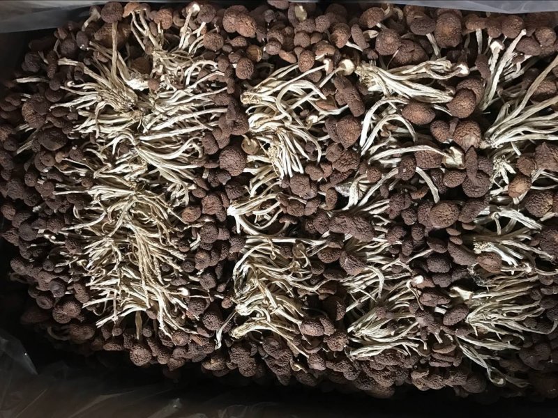 5号菇茶树菇现货江西茶树菇新货