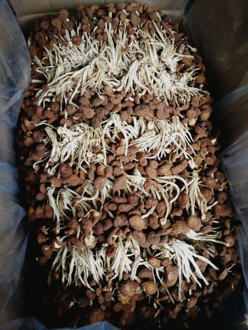 5号菇茶树菇现货江西茶树菇新货