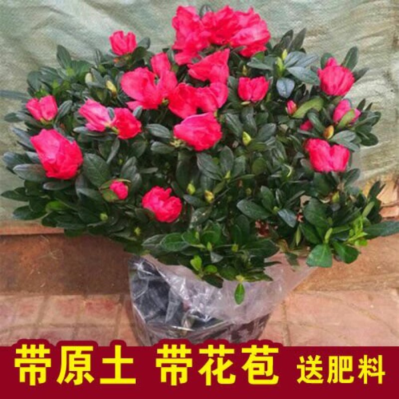四季开花杜鹃花苗盆栽花卉植物室内客厅阳台绿色植物盆景