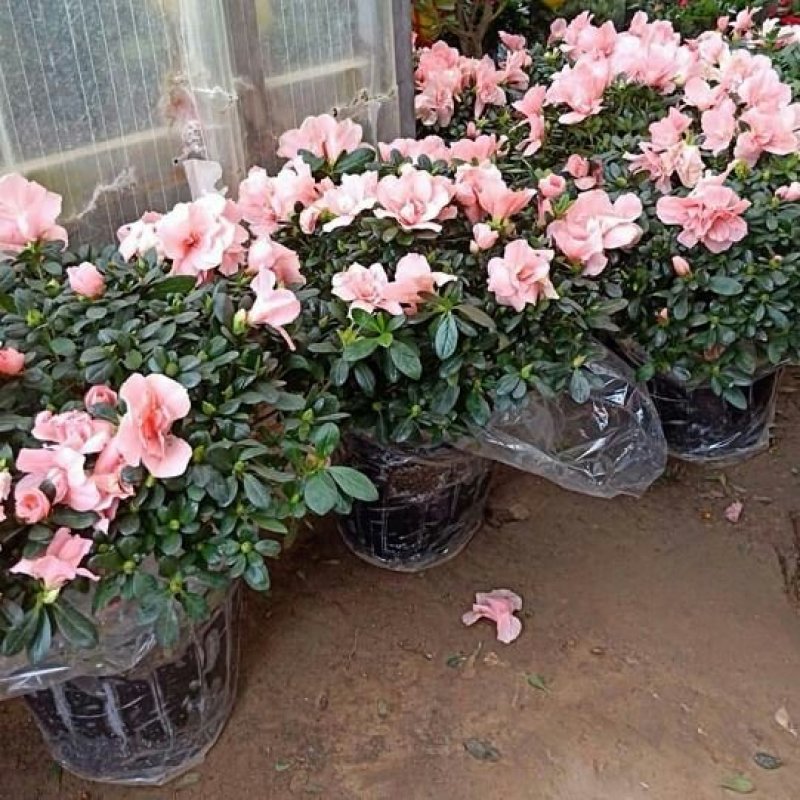 四季开花杜鹃花苗盆栽花卉植物室内客厅阳台绿色植物盆景