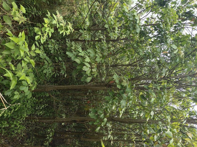 秋枫树