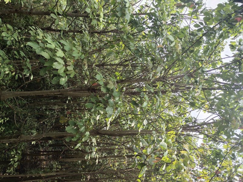 秋枫树