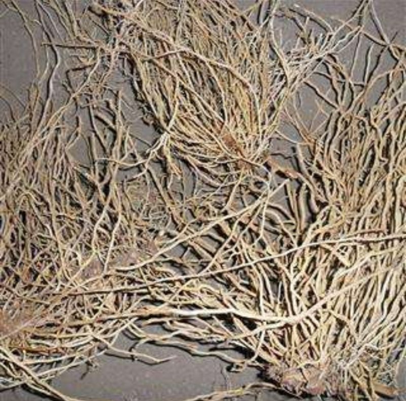 大量出售牛尾菜