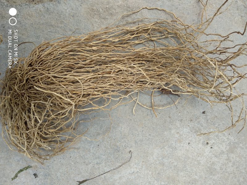 大量出售牛尾菜