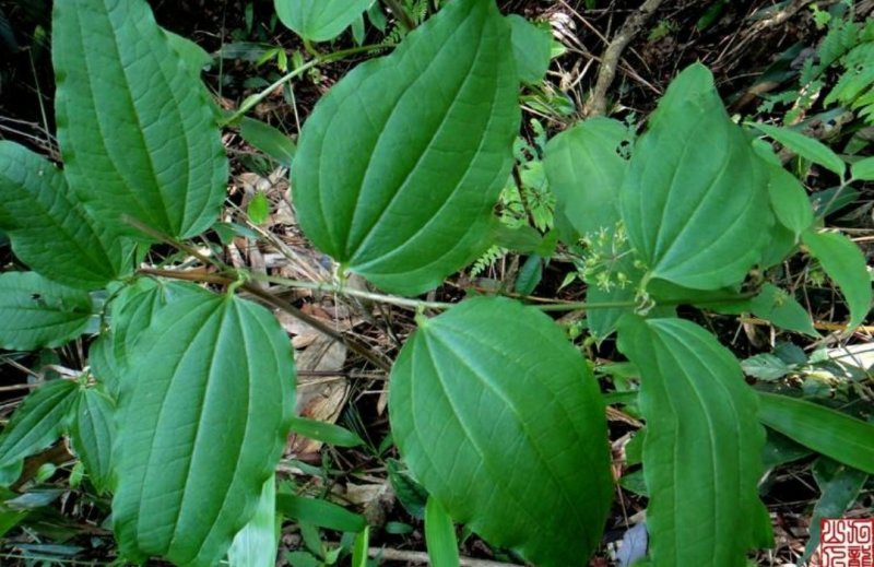 大量出售牛尾菜