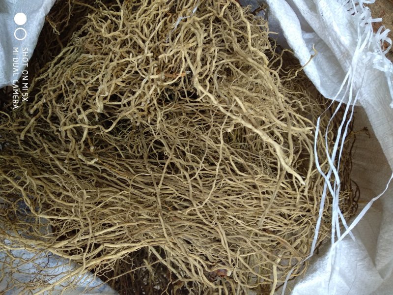 大量出售牛尾菜