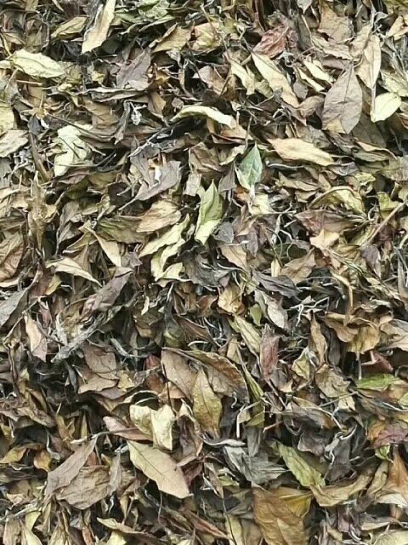 高山生态白茶